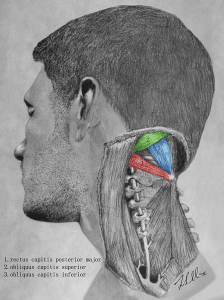 RMAJ (Blue), Inferior Oblique (Red), Superior Oblique (Green)