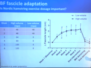Muscle (Fascicle) Length with Eccentric Hamstring Rehab Exercises
